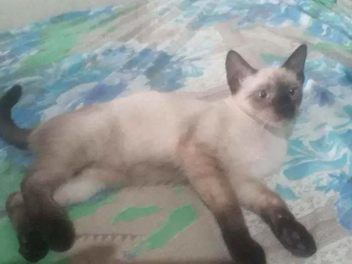 Gato ra a Não sei idade 2 a 6 meses nome Simba, berty, Léia, 