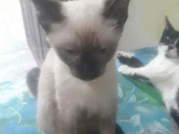 Gato ra a Não sei idade 2 a 6 meses nome Simba, berty, Léia, 