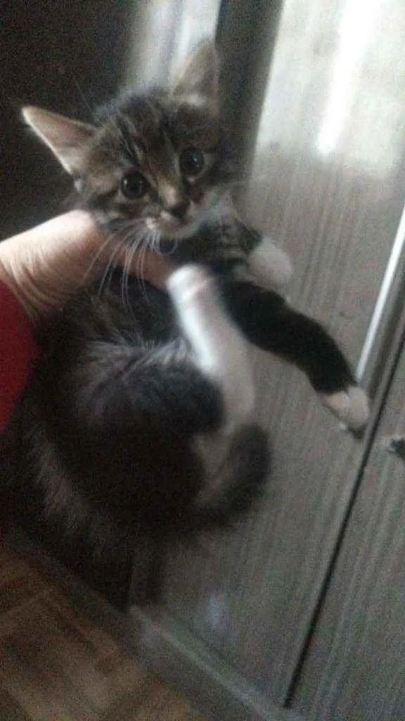 Gato ra a Sdr idade Abaixo de 2 meses nome Fofuras