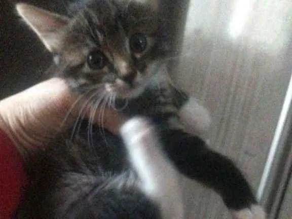 Gato ra a Sdr idade Abaixo de 2 meses nome Fofuras