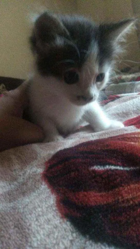 Gato ra a Sdr idade Abaixo de 2 meses nome Fofuras