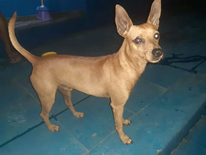 Cachorro ra a SRD-ViraLata idade 1 ano nome Théo