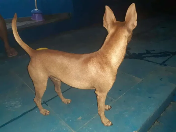 Cachorro ra a SRD-ViraLata idade 1 ano nome Théo