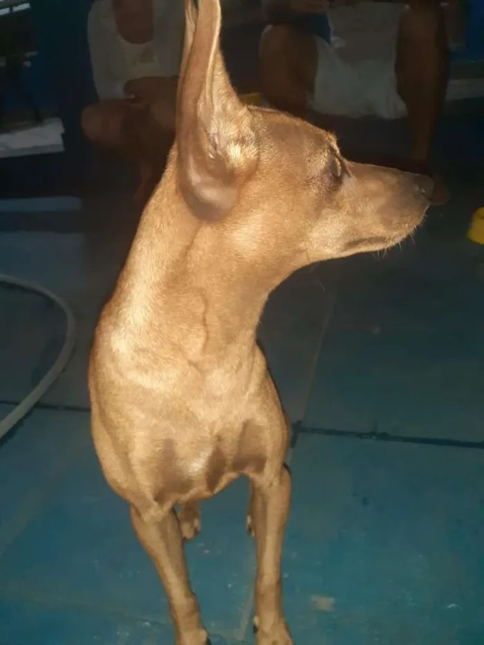 Cachorro ra a SRD-ViraLata idade 1 ano nome Théo