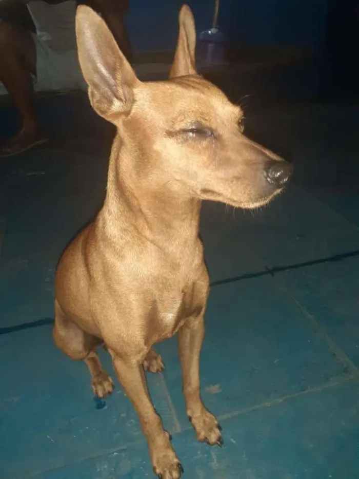 Cachorro ra a SRD-ViraLata idade 1 ano nome Théo