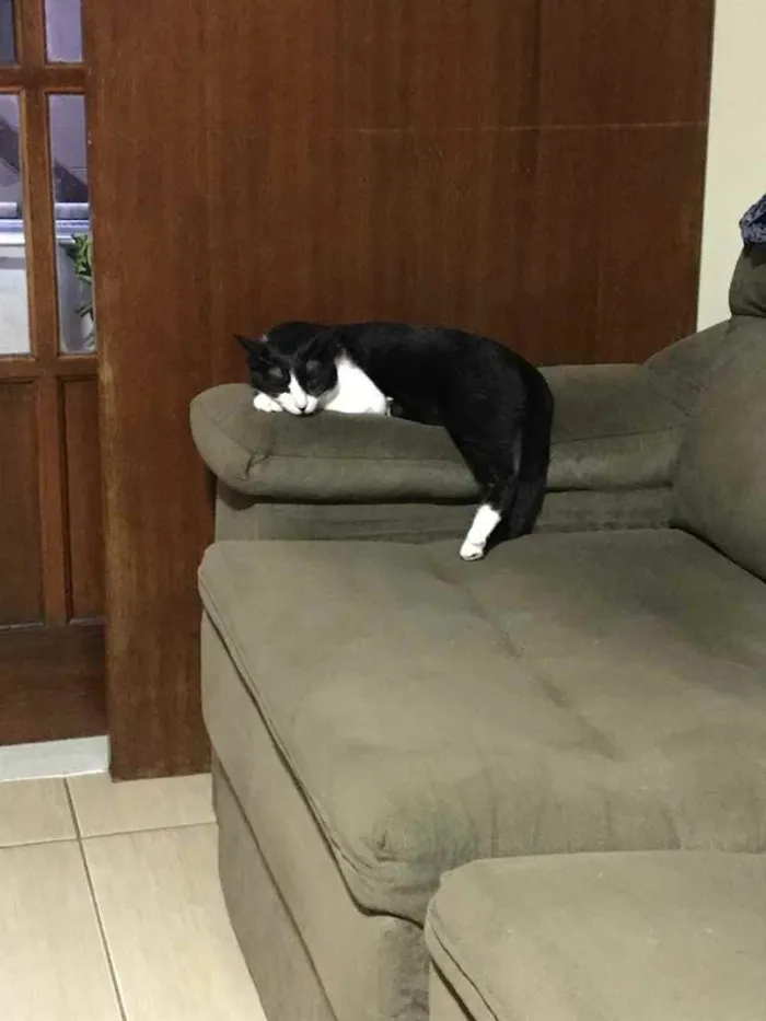 Gato ra a SRD idade 7 a 11 meses nome Sem nome