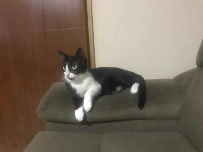 Gato ra a SRD idade 7 a 11 meses nome Sem nome