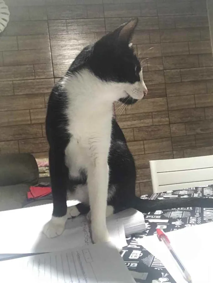 Gato ra a SRD idade 7 a 11 meses nome Sem nome