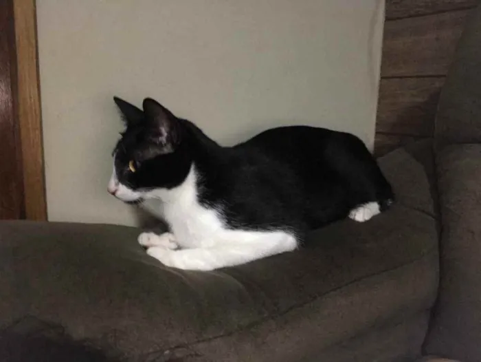 Gato ra a SRD idade 7 a 11 meses nome Sem nome