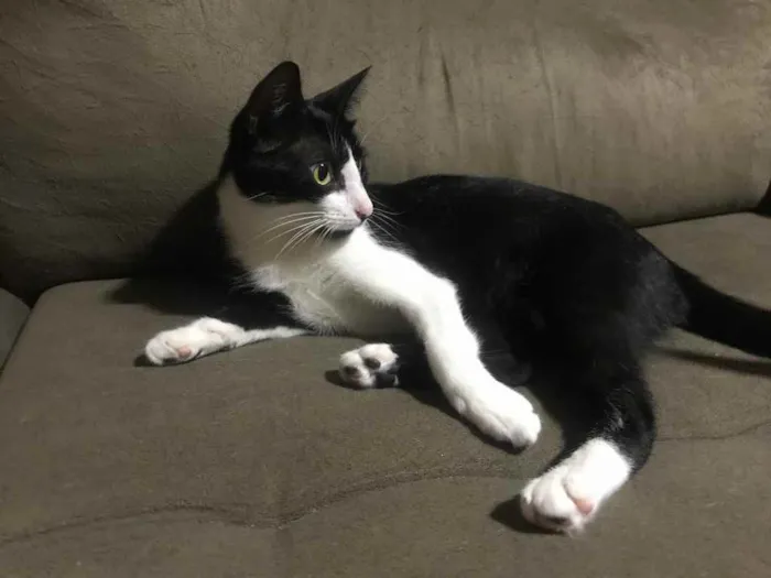 Gato ra a SRD idade 7 a 11 meses nome Sem nome
