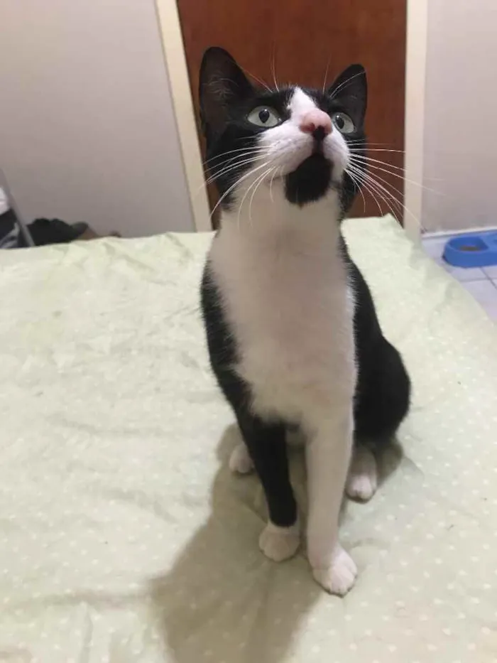 Gato ra a SRD idade 7 a 11 meses nome Sem nome