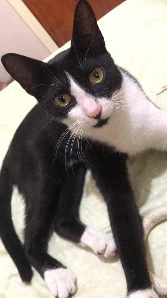 Gato ra a SRD idade 7 a 11 meses nome Sem nome