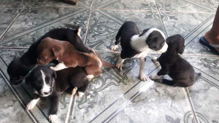 Cachorro ra a Vira lata idade 2 a 6 meses nome Sem nome