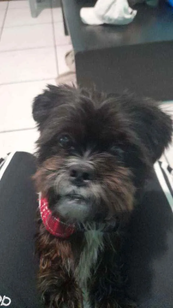 Cachorro raça Mestiço  idade 2 anos nome Fred