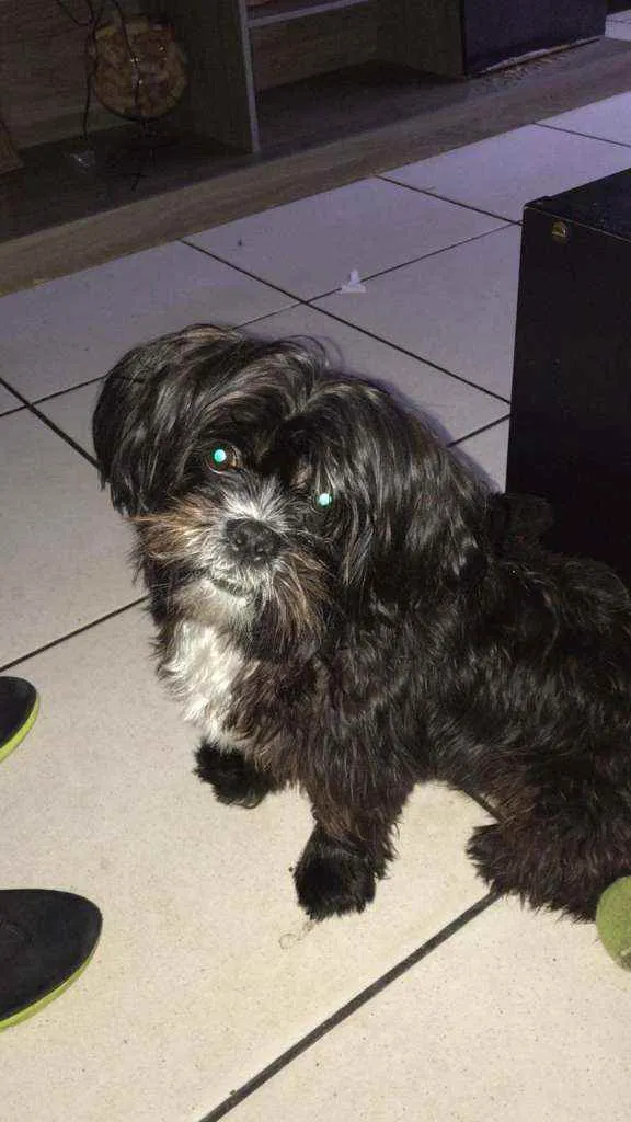 Cachorro raça Mestiço  idade 2 anos nome Fred