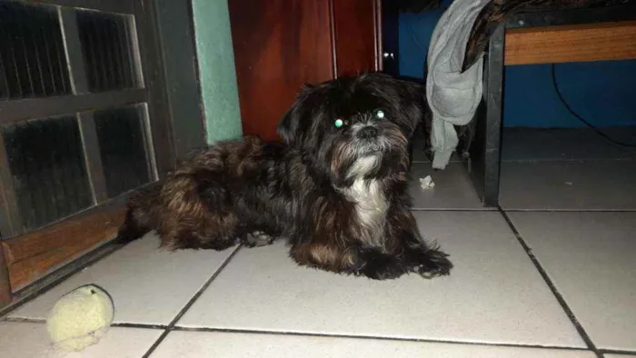 Cachorro raça Mestiço  idade 2 anos nome Fred