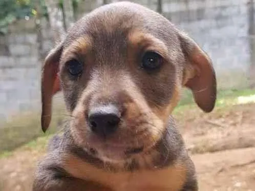 Cachorro raça SRD-ViraLata idade 2 a 6 meses nome Sem Nome
