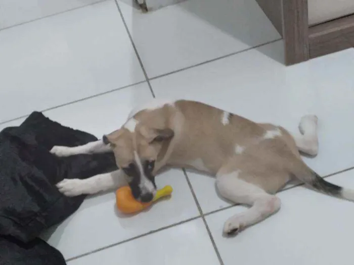 Cachorro raça Indefinida  idade 7 a 11 meses nome Boob