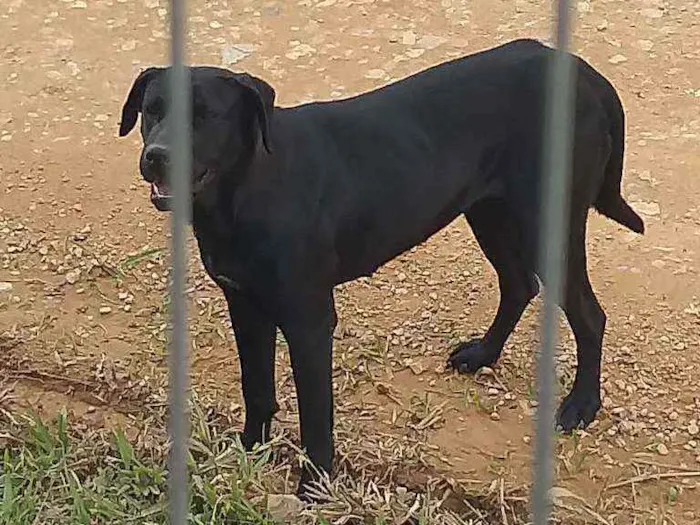 Cachorro ra a Mestiço labrador acho idade  nome N sei