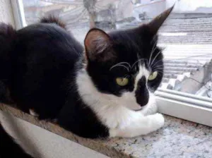 Gato raça Srd  idade 1 ano nome Lua linda gatinha bb