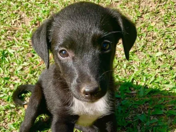 Cachorro ra a SRD-ViraLata idade 2 a 6 meses nome Bebês Muito Fofos