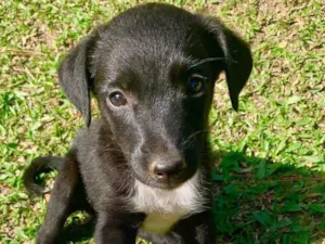 Cachorro raça SRD-ViraLata idade 2 a 6 meses nome Bebês Muito Fofos
