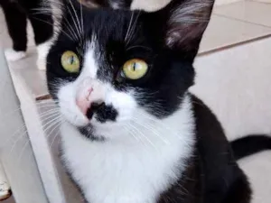 Gato raça Srd idade 1 ano nome Valentina bb linda 