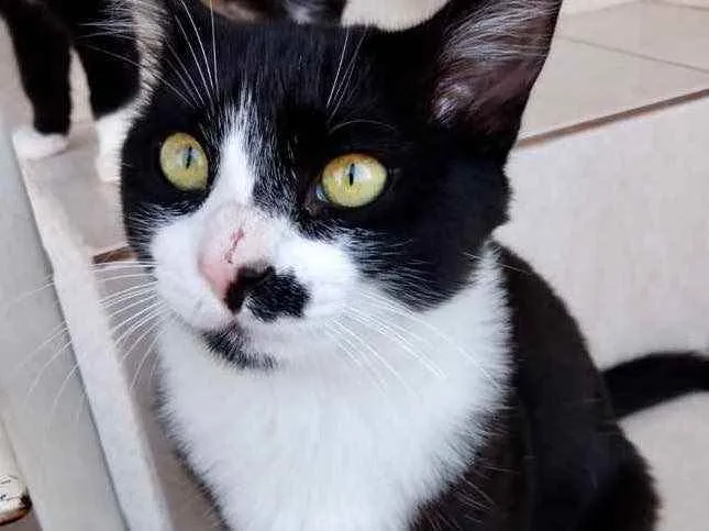 Gato raça Srd idade 1 ano nome Valentina bb linda 