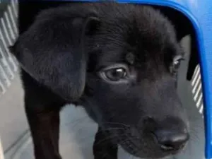 Cachorro raça srd idade Abaixo de 2 meses nome Filhote