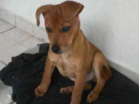 Cachorro ra a De rua  idade 2 a 6 meses nome Baylee