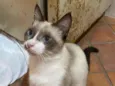 Lola