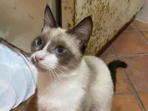 Cachorro raça SRD-ViraLata idade 1 ano nome Lola
