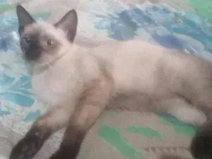 Gato raça Não sei idade 2 a 6 meses nome Simba, berty, Léia, 