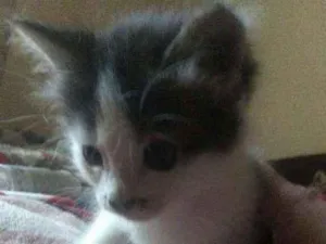 Gato raça Sdr idade Abaixo de 2 meses nome Fofuras