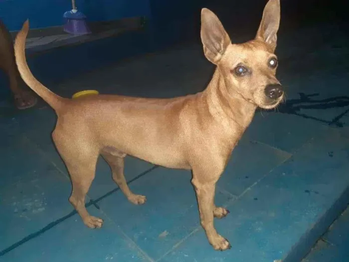 Cachorro ra a SRD-ViraLata idade 1 ano nome Théo