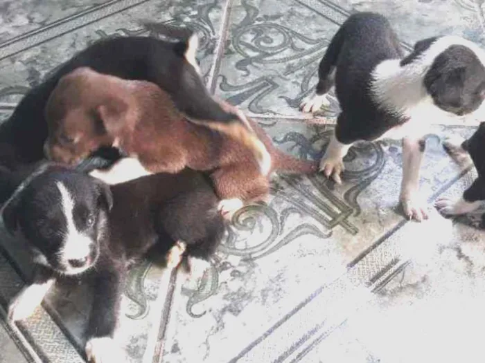 Cachorro ra a Vira lata idade 2 a 6 meses nome Sem nome
