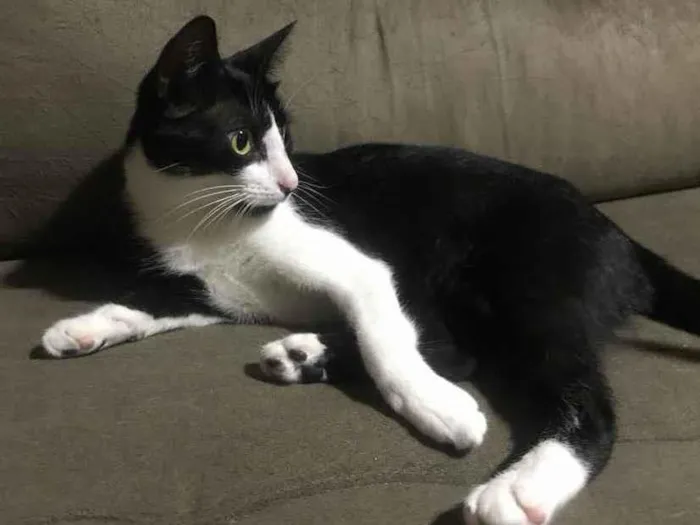 Gato ra a SRD idade 7 a 11 meses nome Sem nome