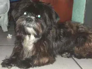 Cachorro raça Mestiço  idade 2 anos nome Fred