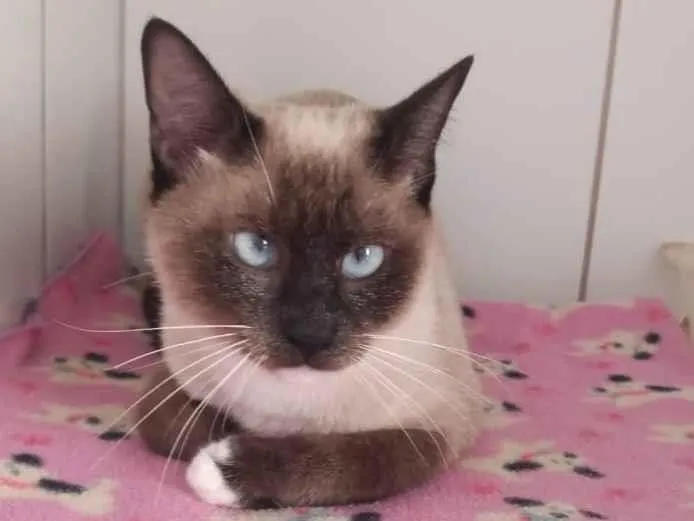 Gato raça SRD idade 7 a 11 meses nome Radja