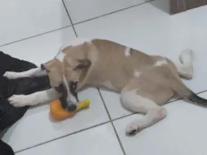Cachorro raça Indefinida  idade 7 a 11 meses nome Boob