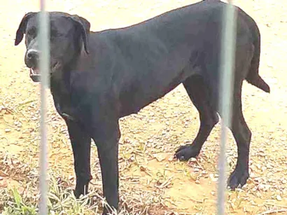 Cachorro raça Mestiço labrador acho idade  nome N sei