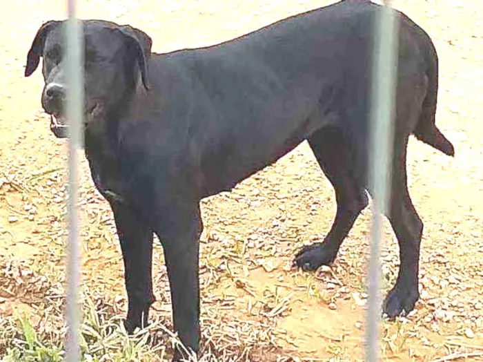 Cachorro ra a Mestiço labrador acho idade  nome N sei