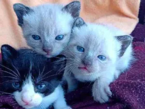 Gato raça Srd idade Abaixo de 2 meses nome Sem nome