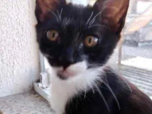 Gato raça Srd idade 2 a 6 meses nome Miki linda gatinha 