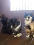 Estrela,mel,lua