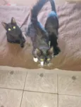 Estrela,mel,lua
