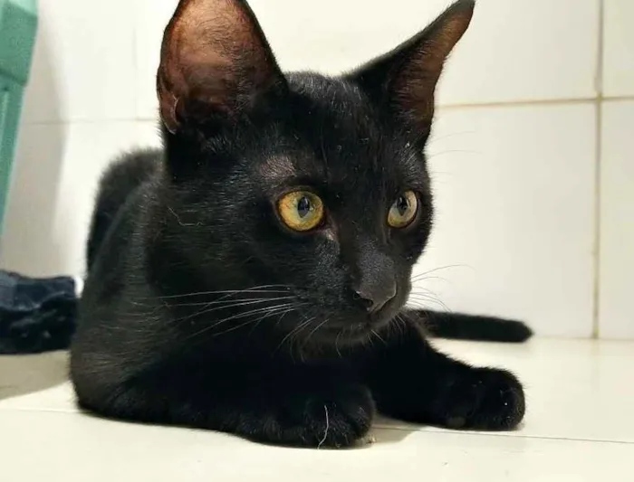 Gato ra a SRD idade 2 a 6 meses nome Gatinho Preto