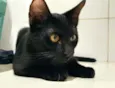 Gatinho Preto