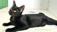 Gatinho Preto