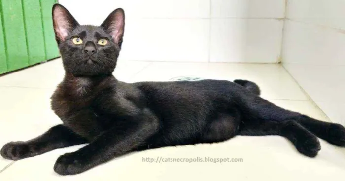 Gato ra a SRD idade 2 a 6 meses nome Gatinho Preto